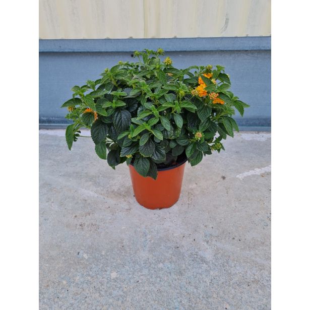 STRUKTURNA CVETOČA RASTL. LANTANA GRM L17