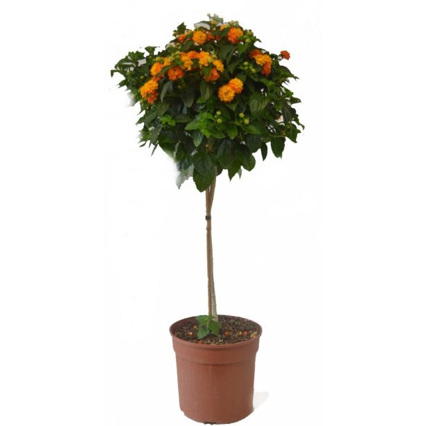 STRUKTURNA CVETOČA RASTL. LANTANA NA STEBLU L17