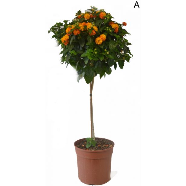 STRUKTURNA CVETOČA RASTL. LANTANA NA STEBLU L18