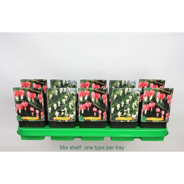 TRAJNICA LEPI SRČKI L11