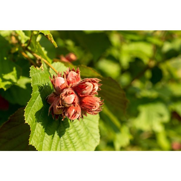 LESKA TONDA DI GIFFONI L11