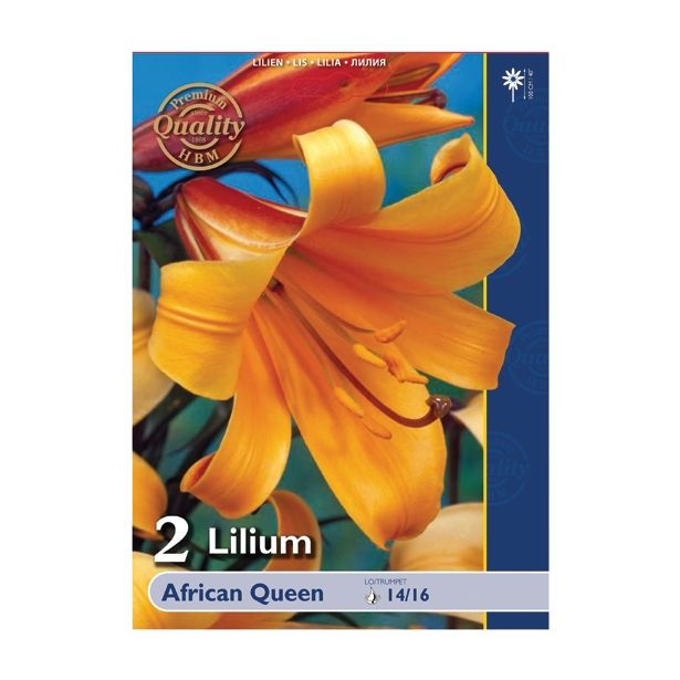 LILIJA HOLLAND BULB MARKET AFRICAN QUEEN