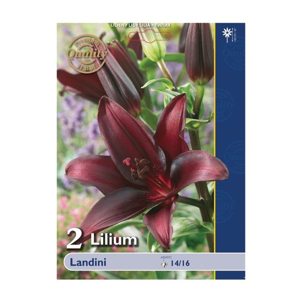 LILIJA HOLLAND BULB MARKET AZIJSKA LANDINI