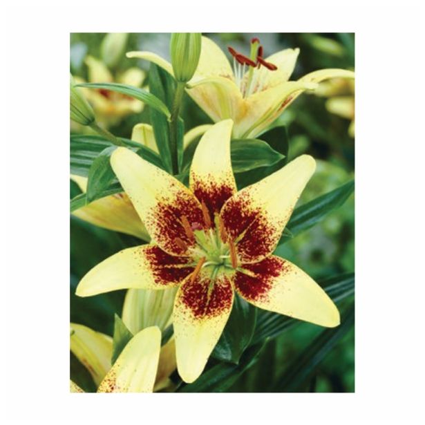 LILIJA HOLLAND BULB MARKET AZIJSKA LATVIA