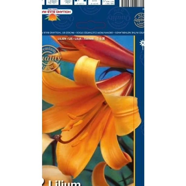 LILIJA HOLLAND BULB MARKET AFRIŠKA KRALJICA