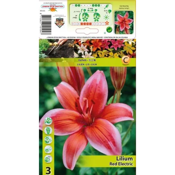 LILIJA HOLLAND BULB MARKET RDEČA