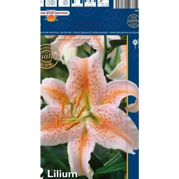 LILIJA HOLLAND BULB MARKET SALMON STAR ORIENTAL