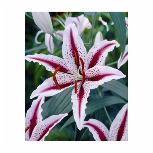 LILIJA HOLLAND BULB MARKET ORIENTAL DIZZY