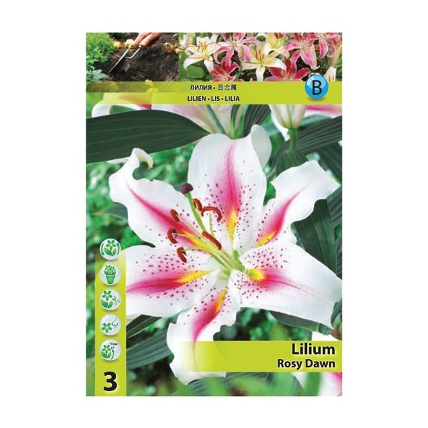 LILIJA HOLLAND BULB MARKET ORIENTALSKA ROSY DAWN