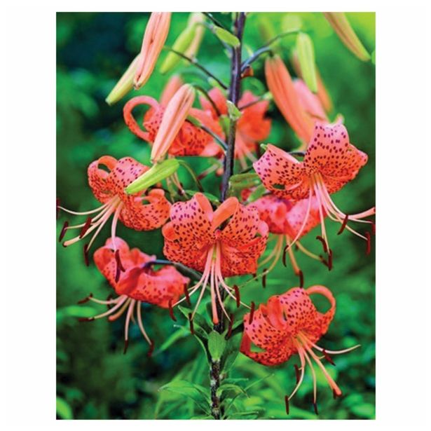 LILIJA HOLLAND BULB MARKET TIGRINUM SPLENDENS