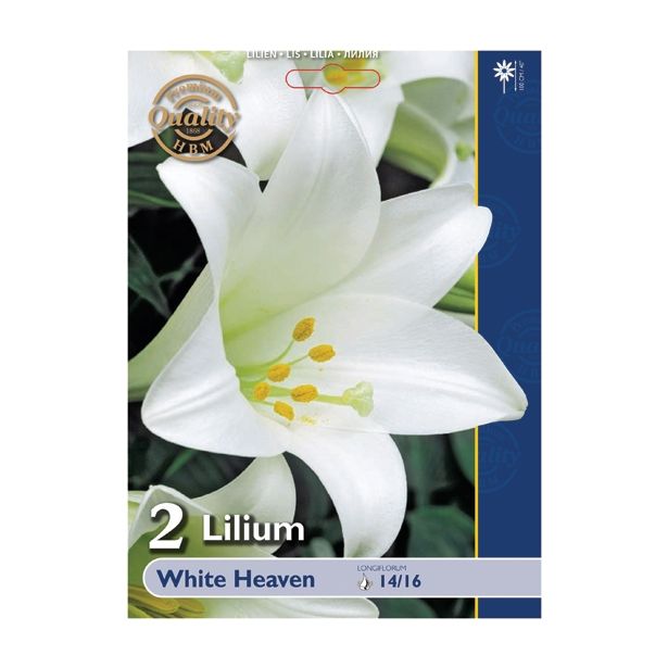 LILIJA HOLLAND BULB MARKET WHITE HEAVEN