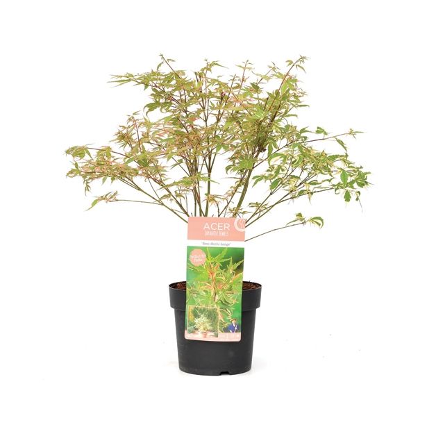 LISTAVEC ACER PALMATUM BENISCHICHI