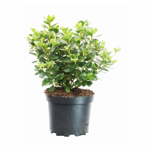 LISTAVEC AZALEJA SNEEPERLE