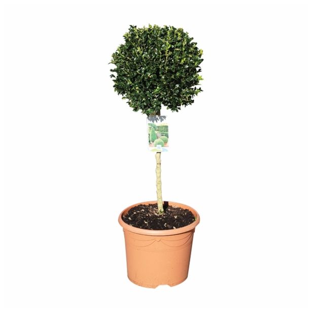 LISTAVEC BUXUS SEMPERVIRENS VAR. ARBORESCENS NA STEBLU