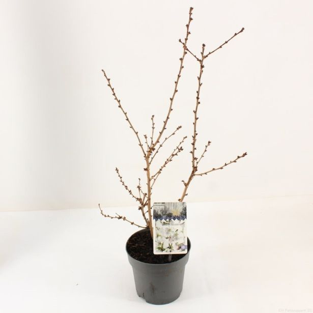 LISTAVEC OKRASNA ČEŠNJA BRILLANT L17