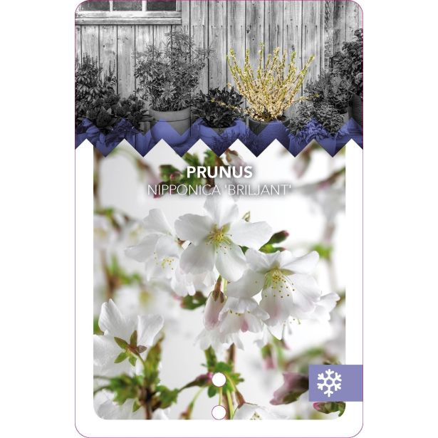 LISTAVEC OKRASNA ČEŠNJA BRILLANT L17