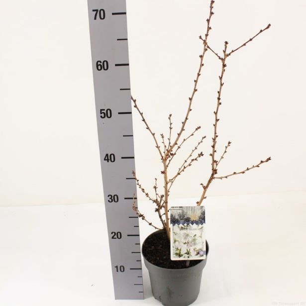 LISTAVEC OKRASNA ČEŠNJA BRILLANT L17