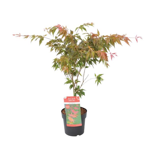 LISTAVEC PAHLJAČASTI JAVOR BENI HAGOROMO