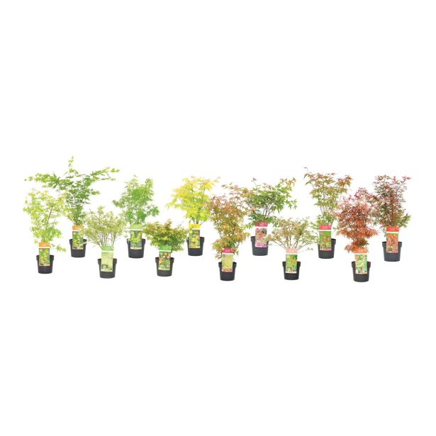 JAVOR PAHLJAČASTI RAZLIČNE BARVE L19