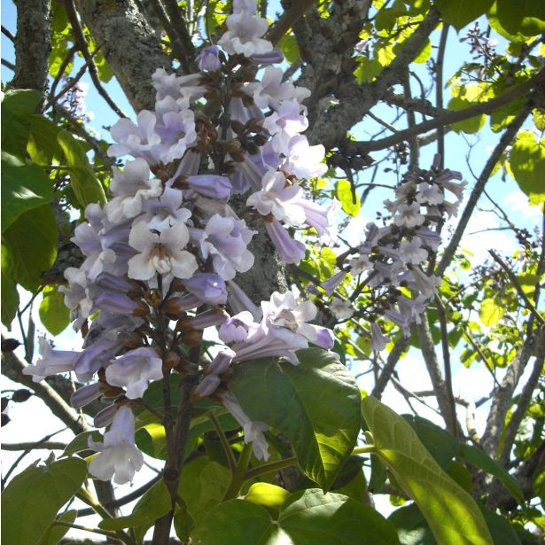 LISTAVEC PAULOWNIA FUTURO L23 CM