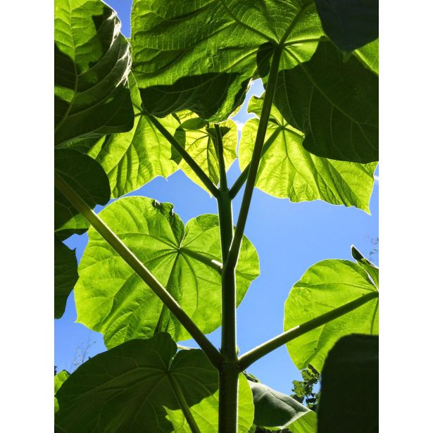 LISTAVEC PAULOWNIA FUTURO L23 CM