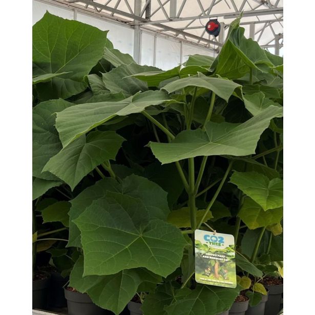 LISTAVEC PAULOWNIA FUTURO L23 CM