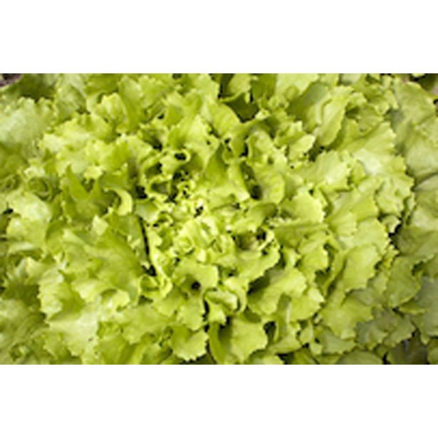 LISTNA ZELENJAVA ENDIVIJA RUMENA 9 KOS