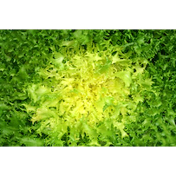 LISTNA ZELENJAVA ENIVIJA KODROLISTNA 9 KOS