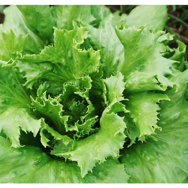 LISTNA ZELENJAVA L'ORTO FRUTTIFERO SOLATA BRASILIANA 8/1 REGINA DEI GHIA KUBET