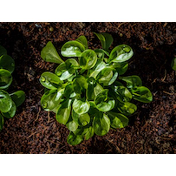 LISTNA ZELENJAVA MOTOVILEC 9 KOS