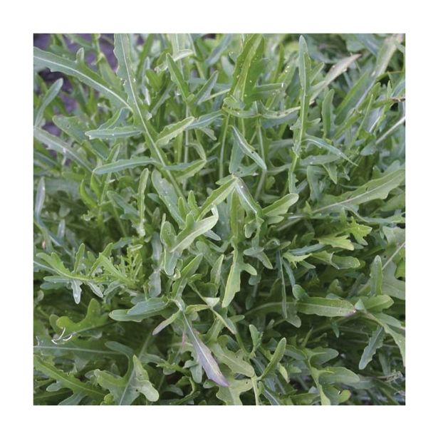 LISTNA ZELENJAVA SADIKE RUKOLE 9 KOS