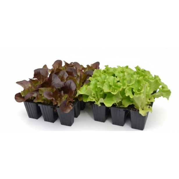 LISTNA ZELENJAVA SOLATA 9 KOS ROZETASTA