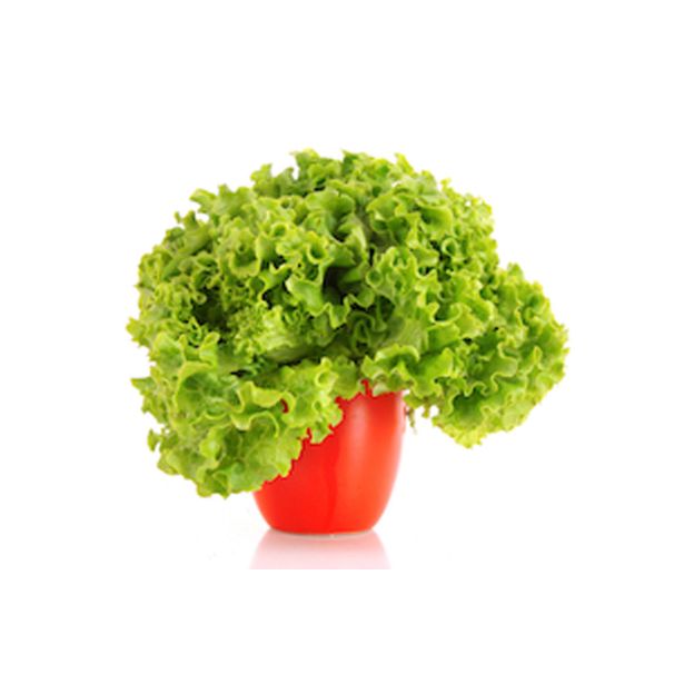 LISTNA ZELENJAVA SOLATA GENTILA 9 KOS