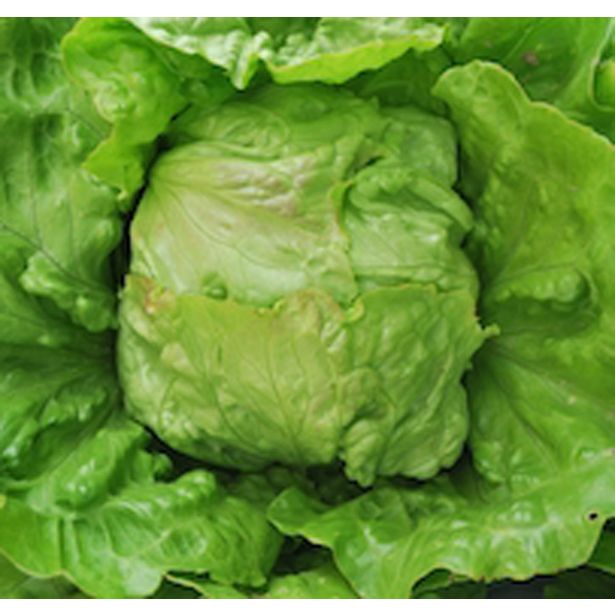 LISTNA ZELENJAVA SOLATA GLAVNATA 9 KOS