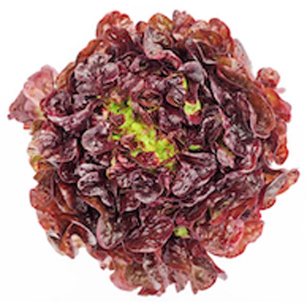 LISTNA ZELENJAVA SOLATA HRASTOV LIST 9 KOS