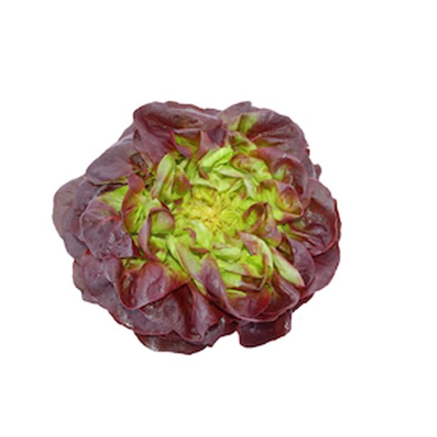 LISTNA ZELENJAVA SOLATA MEHKOLISTNA 9 KOS