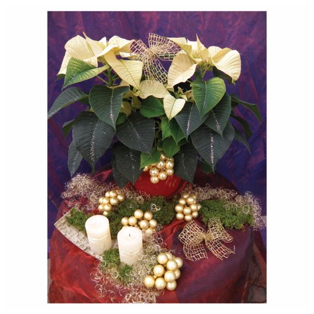 BOŽIČNA ZVEZDA LOK 17 CM