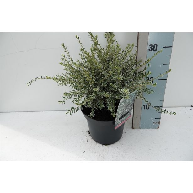 GRMOVNICA OKRASNA V LIST. LONICERA SILVER BEAUTY L17