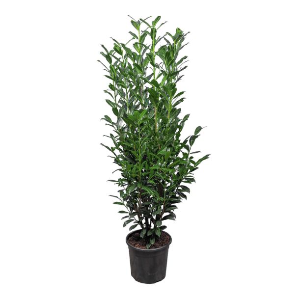 LOVORIKOVEC ELLY L19 CM