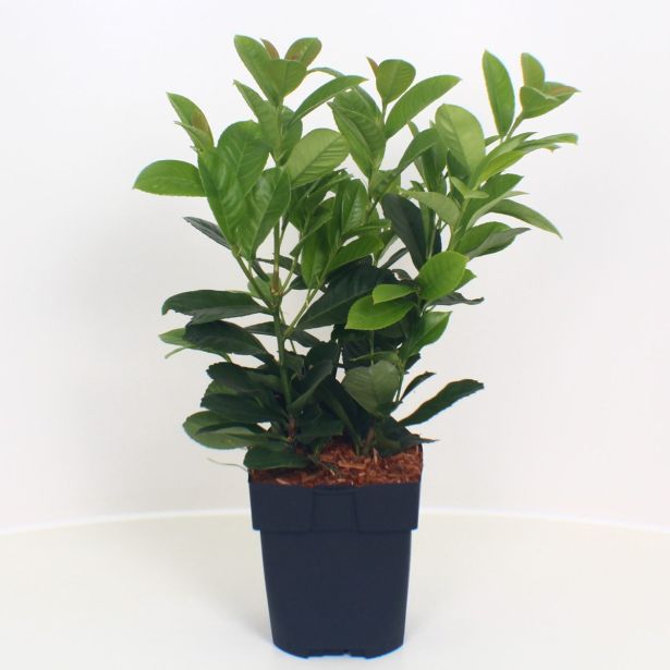 LOVORIKOVEC ETNA L17