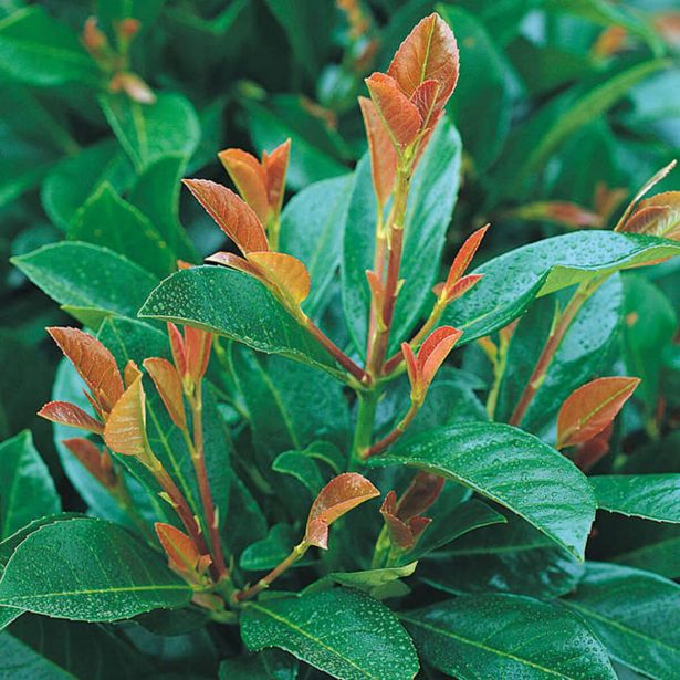 LOVORIKOVEC ETNA L19 CM