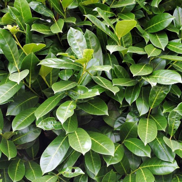 LOVORIKOVEC ETNA L19 CM