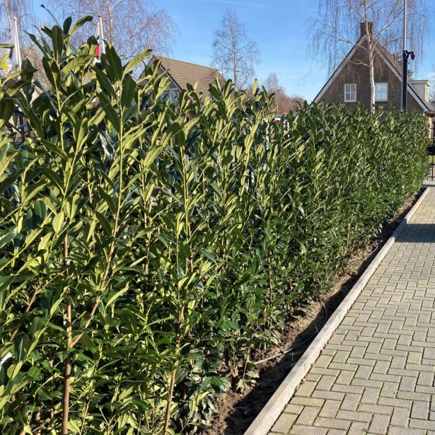 LOVORIKOVEC LOVORIKOVEC L14