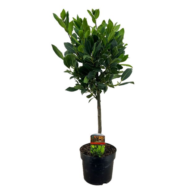 LOVORIKOVEC LOVORIKOVEC NA STEBLU L17