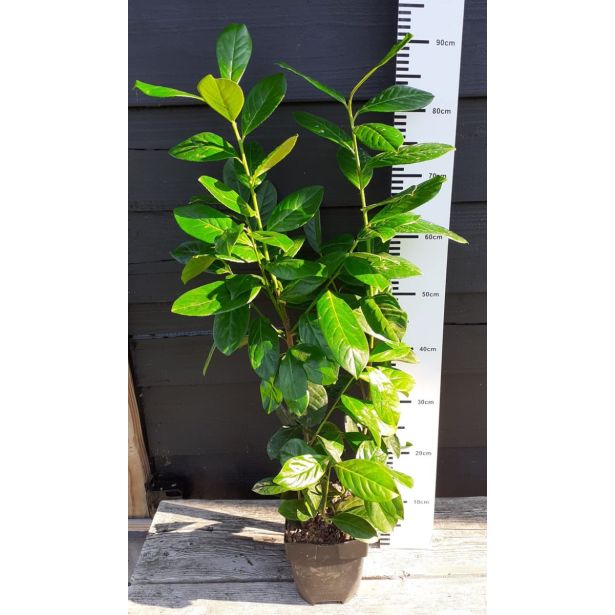 LOVORIKOVEC NOVITA L17