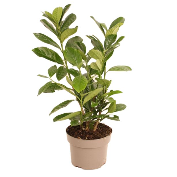 LOVORIKOVEC NOVITA L17 CM