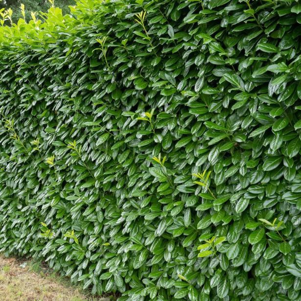 LOVORIKOVEC NOVITA L17 CM