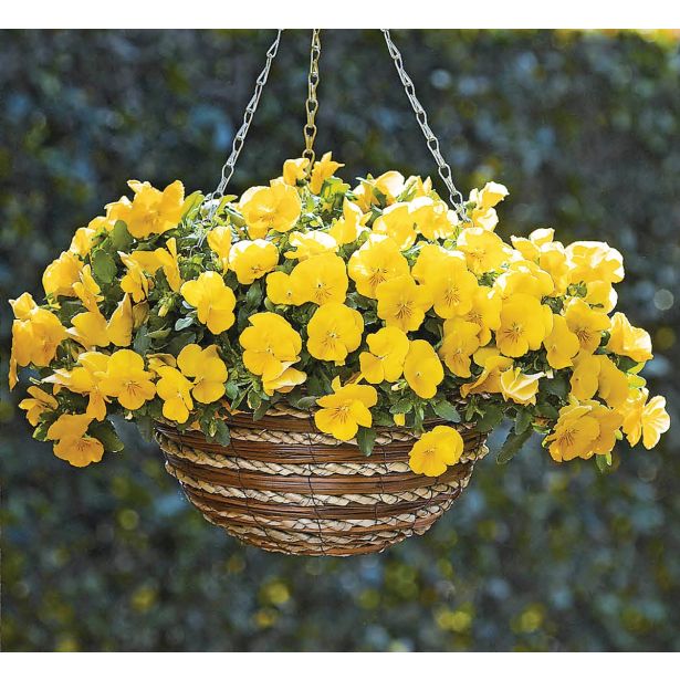 MAČEHA VOLMARY ICE TEENIES L11 CM