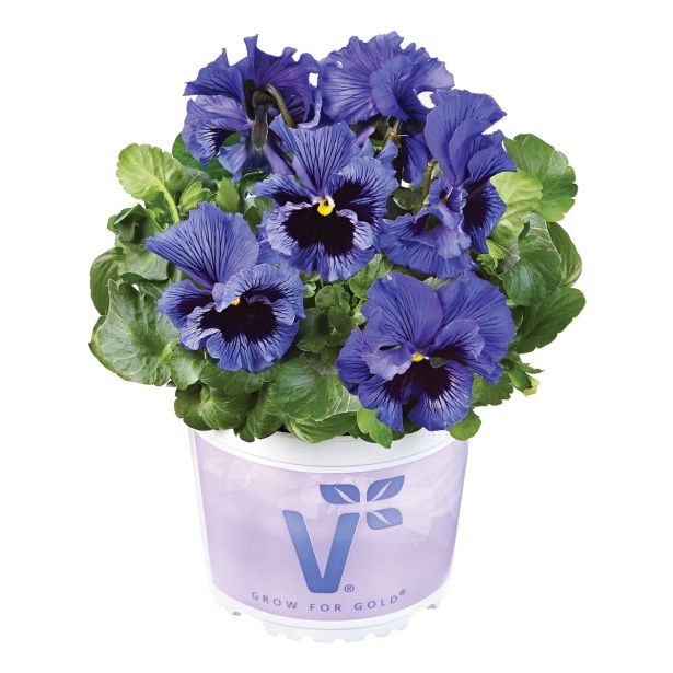 MAČEHA VOLMARY ORCHI L13