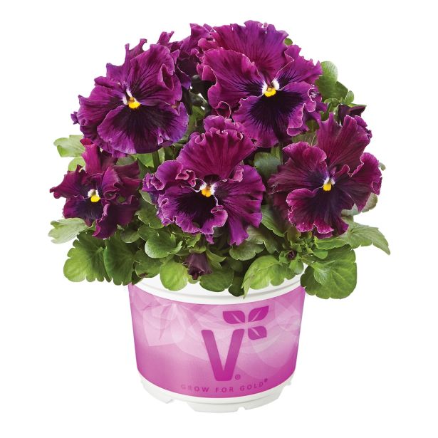 MAČEHA VOLMARY ORCHI L13